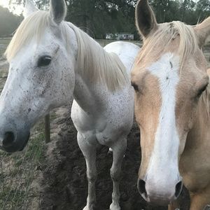 Meet your Posher, Carmen